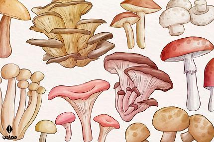 قارچ های جادویی چیست